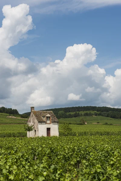 Виноградник в Бон — стоковое фото