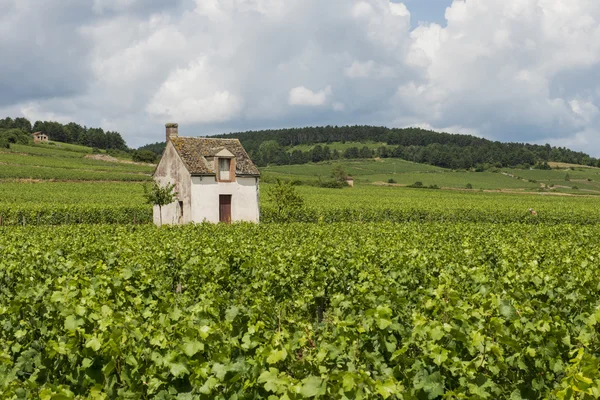 Vineyard in Beaune — Stock Photo, Image