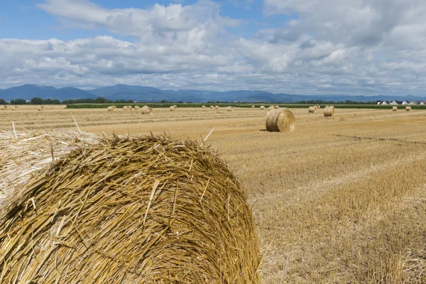 Fardo de palha — Fotografia de Stock