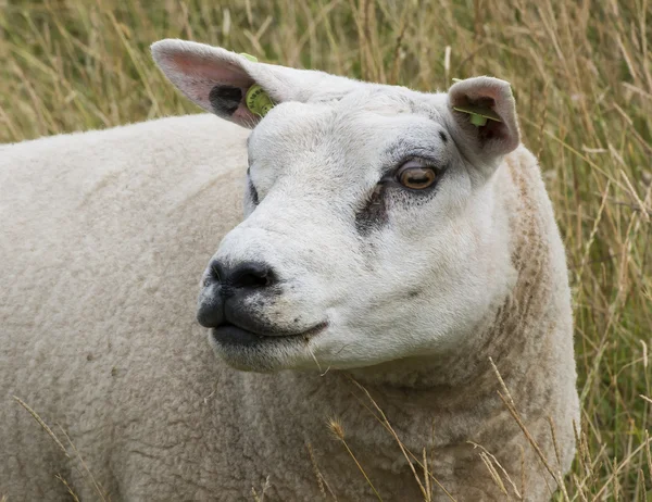 Sheep — Stock Photo, Image