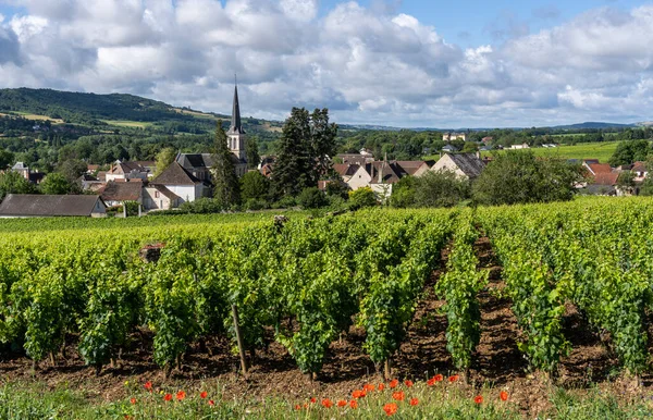 Village Santenay Vineyards Burgundy France — стоковое фото