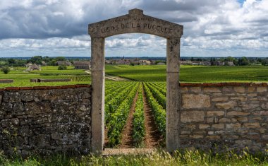 Chassagne-Montrachet, France - June 29, 2020: Vineyard Domaine Clos de la Pucelle with gate in Burgundy, Jean Chartron, with the village of Montrachet, France.