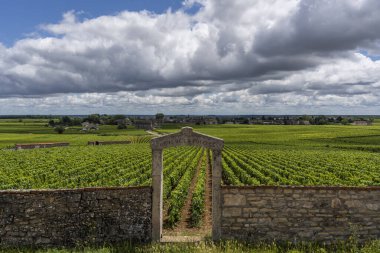 Chassagne-Montrachet, France - June 29, 2020: Vineyard Domaine Clos de la Pucelle with gate in Burgundy, with the village of Montrachet, France.