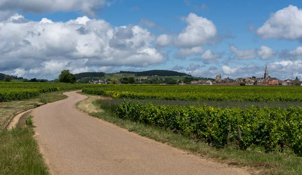 Vineyards Road Wine Village Meursault Burgundy France — стоковое фото
