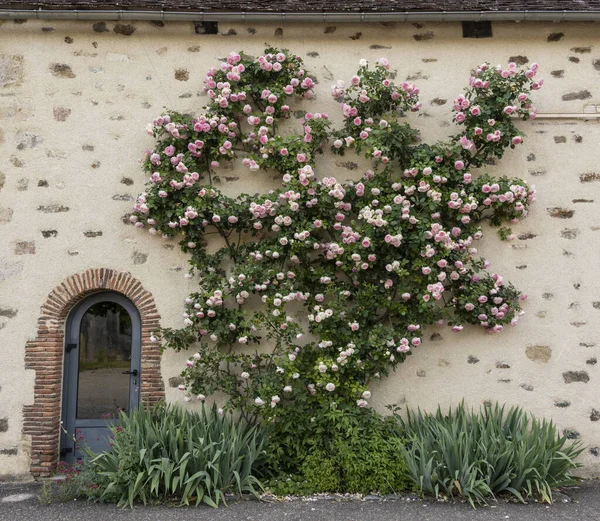 Rosas Rosadas Contra Una Pared Amarilla Una Antigua Casa Francia — Foto de Stock