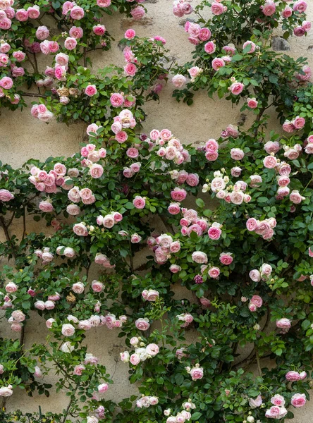Roses Roses Contre Mur Jaune — Photo