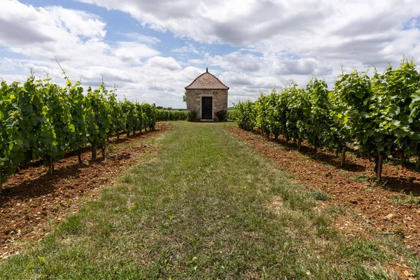 Aloxe Corton France July 2020 Small House Vineyards Domaine Jean — Stock Photo, Image