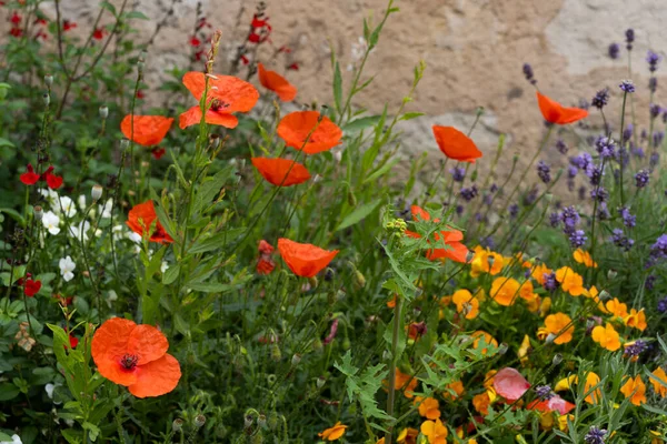 Blommor Vallmo Gatorna Den Lilla Staden Aubeterre Sur Drone Frankrike — Stockfoto