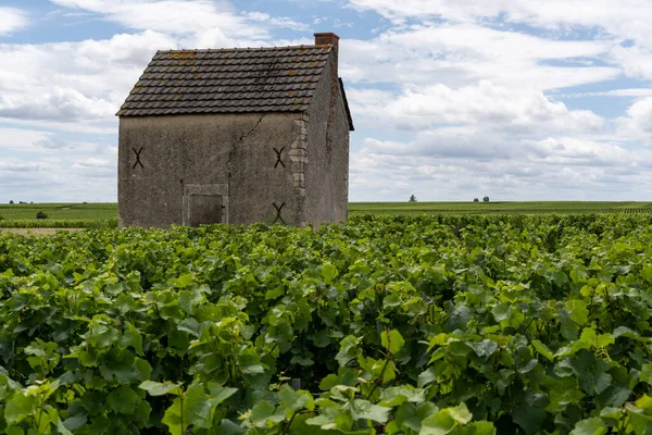 法国勃艮第多明尼亚葡萄园上的小房子 夏日多云 免版税图库照片