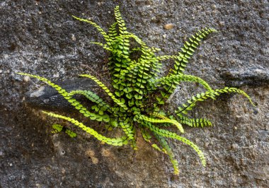 Eğreltiotu (Asplenium trikomanes) eski bir taş duvarda homurdanır.