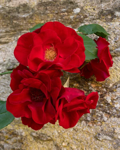 Rose Fleurs Rouges Avec Vieux Mur Arrière Plan — Photo