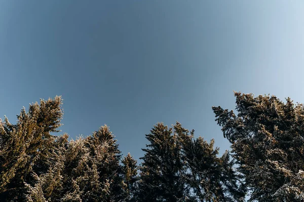 Kış köknar ağaçlarının alçak açılı manzarası ve mavi gökyüzü arka planında çam ormanı manzarası. Resimli seyahat, yürüyüş, mevsimlik doğa ve kırsal güzellik kavramı arka plan sahnesi 