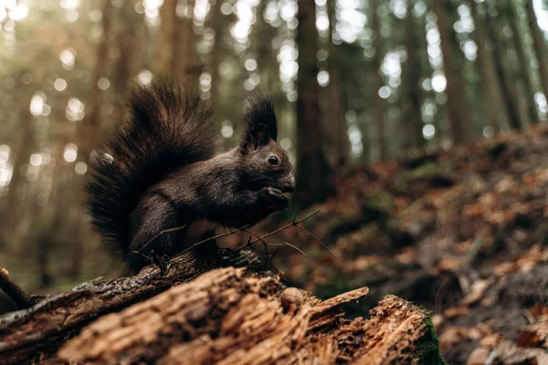Esquilo Marrom Bonito Comendo Noz Floresta Outono Com Belas Árvores — Fotografia de Stock