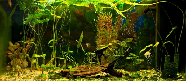 Аквариум с большим количеством рыбы и растений — стоковое фото