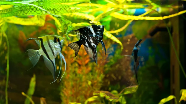 与许多鱼类和植物的水族馆 — 图库照片