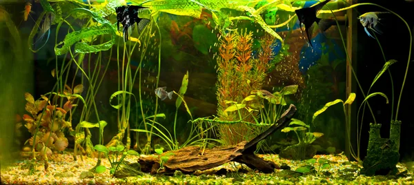 Aquarium avec de nombreux poissons et plantes — Photo