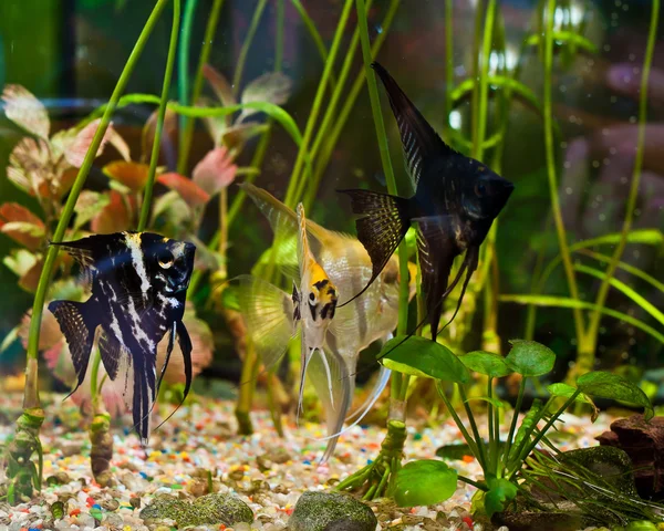 Aquarium met vele vissen en planten — Stockfoto