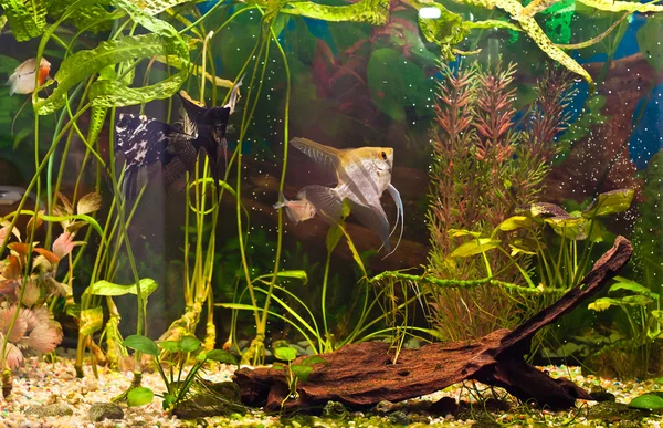 Aquarium met vele vissen en planten — Stockfoto