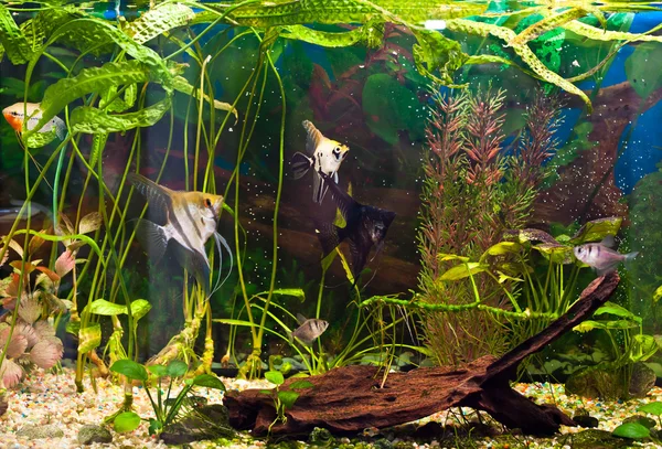 Aquarium met vele vissen en planten — Stockfoto