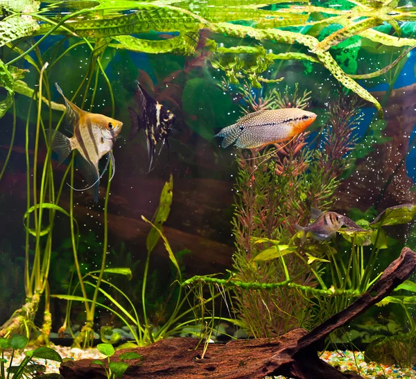 Aquário com muitos peixes e plantas — Fotografia de Stock