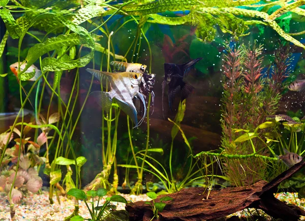 Aquarium avec de nombreux poissons et plantes — Photo