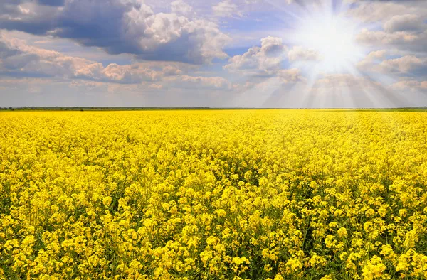 kolza tohumu ile güzel bulut - kolza alan petrol mavi gökyüzü ve clouds.yellow alan kolza beyaz ve mavi gökyüzü ile çiçeklenme ile yeşil energy.flowers için bitki alanı