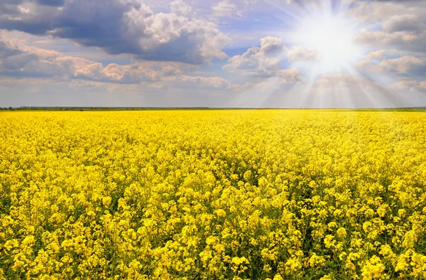 Field of rapeseed with beautiful cloud - plant for green energy.flowers of oil in rapeseed field with blue sky and clouds.Yellow field rapeseed in bloom with blue sky and white — Stock Photo, Image