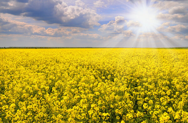 field of rapeseed with beautiful cloud - plant for green energy.flowers of oil in rapeseed field with blue sky and clouds.Yellow field rapeseed in bloom with blue sky and white