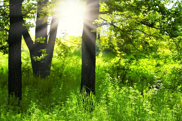 Sunlight in the green forest .green forest sunrise.Green trees in park and sunlight