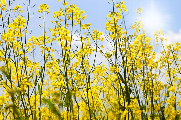 美しい雲 - 青い空と clouds.yellow フィールド菜種と青い空と白い花の菜種分野でオイルの緑の energy.flowers のための植物と菜種のフィールド — ストック写真