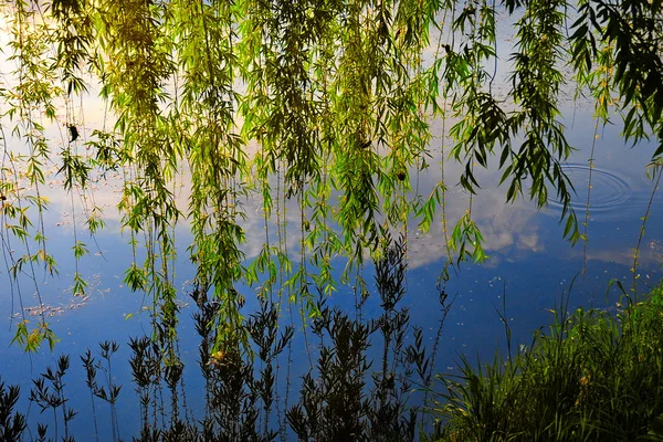 Ветви зеленой ивы, лежащие над берегом реки — стоковое фото