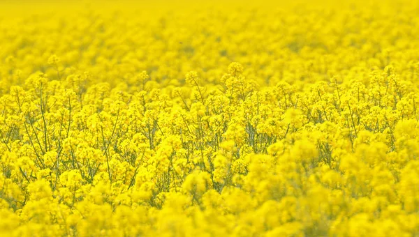 Leuchtend gelbes Rapsfeld an einem strahlend sonnigen Frühlingstag. — Stockfoto