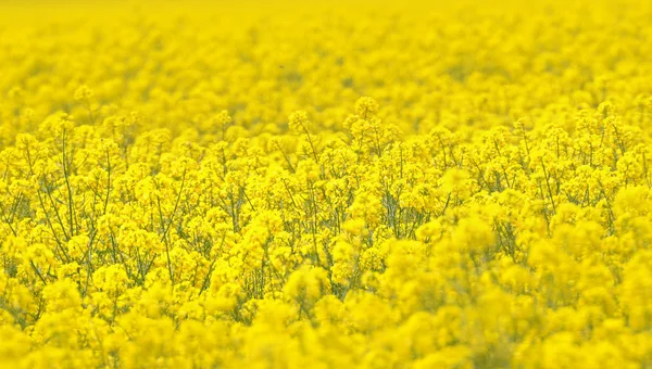 Φωτεινό κίτρινο canola πεδίο σε μια φωτεινή ηλιόλουστη ημέρα άνοιξη. — Φωτογραφία Αρχείου