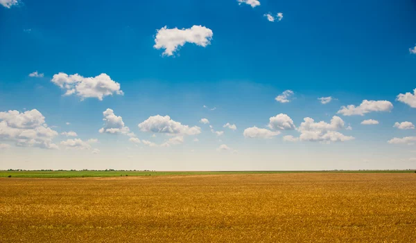 Zöld mező gyönyörű sötét kék ég alatt. A fű és a tökéletes kék sky.hilly mező, bolyhos fehér felhők, a kék égen területén. Táj, a mező és az égbolt. Búzamező, felhős ég alatt — Stock Fotó