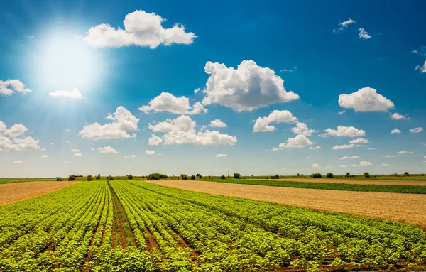 Green field under beautiful dark blue sky.Field of grass and perfect blue sky.hilly field with fluffy white clouds in the blue sky.Landscape of field and sky.Wheat field over cloudy sky — Stock Photo, Image