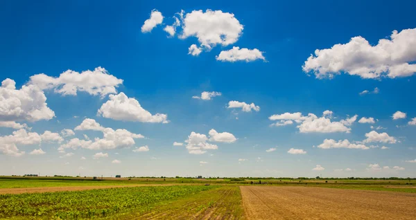 Green field under beautiful dark blue sky.Field of grass and perfect blue sky.hilly field with fluffy white clouds in the blue sky.Landscape of field and sky.Wheat field over cloudy sky — Stock Photo, Image