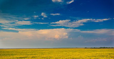 Ayçiçeği alan güzel koyu mavi sky.field alan ve sky.wheat alanının üzerinde bulutlu gökyüzü mavi sky.landscape kabarık beyaz bulutlar ile ayçiçeği ve mükemmel mavi sky.hilly alanının altında
