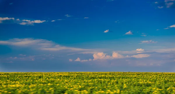 Sunflower field under beautiful dark blue sky.Field of sunflower and perfect blue sky.hilly field with fluffy white clouds in the blue sky.Landscape of field and sky.Wheat field over cloudy sky — Stock Photo, Image