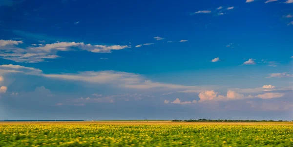 Napraforgó mező gyönyörű sötét kék ég alatt. A napraforgó- és tökéletes kék sky.hilly mező, bolyhos fehér felhők, a kék égen területén. Táj, a mező és az égbolt. Búzamező, felhős ég alatt — Stock Fotó