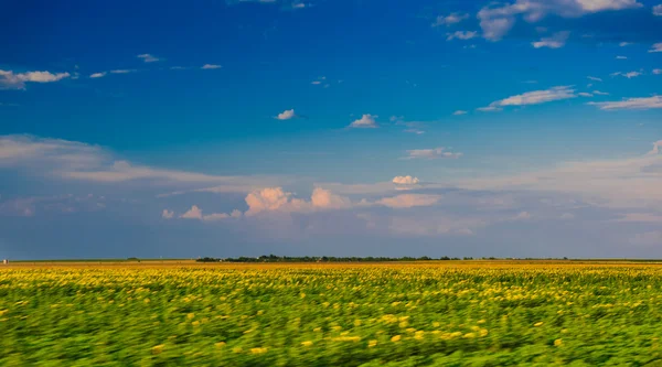 Τομέας ηλίανθων κάτω από το όμορφο σκούρο μπλε sky.field του πεδίου ηλίανθου και τέλεια sky.hilly μπλε με το λευκό χνουδάτος σύννεφα το μπλε sky.landscape πεδίο και sky.wheat πεδίο πάνω από συννεφιά — Φωτογραφία Αρχείου