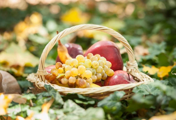 Different fruits and vegetables in basket on green grass. Autumn harvest vegetables outdoor (grapes, apples, pumpkin). Autumnal harvest vegetables and fruits in basket in a park. Thanksgiving — Stock Photo, Image
