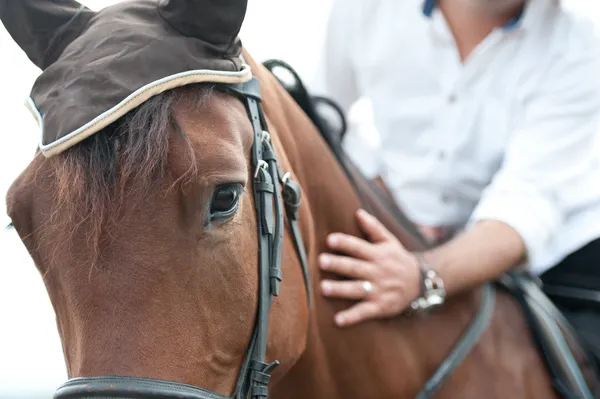 Closeup of a horse head with detail on the eye and on rider hand. harnessed horse being lead - close up details. a stallion horse being riding. A picture of an equestrian on a brown horse in motion — Stock Photo, Image