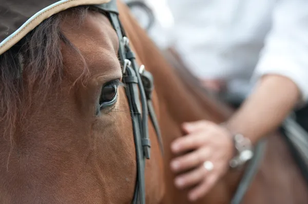 Zbliżenie głowę konia ze szczegółami na oko i ręka jeźdźca. Jeśli zaś koń jest prowadzić - bliska szczegółów. koń ogier jest jazda konna. obraz konny na brązowy koń w ruchu — Zdjęcie stockowe