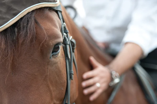 Primer plano de una cabeza de caballo con detalle en el ojo y en la mano del jinete. caballo arnessed que es plomo - detalles de cerca. un caballo semental montando. Una imagen de un ecuestre en un caballo marrón en movimiento — Foto de Stock