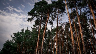 Ukrayna 'da Çerkaska Oblastı Ormanı