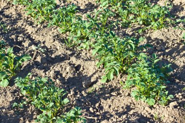 Ekolojik patates alan