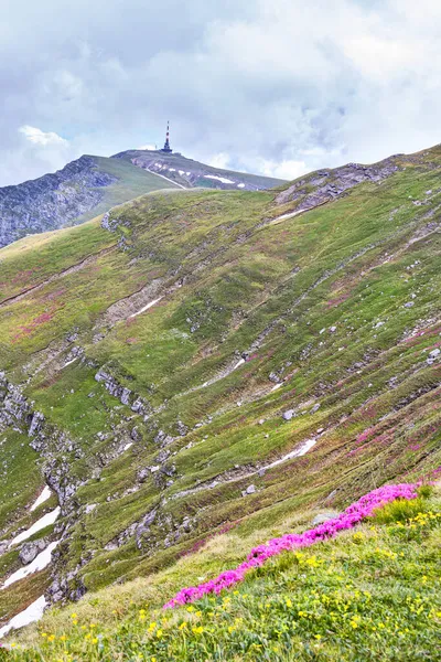 Montagnes Bucegi Dans Les Carpates Couvertes Fleurs Violettes — Photo