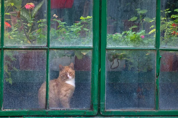 Beautiful Cat Old Greenhouse Window — стоковое фото