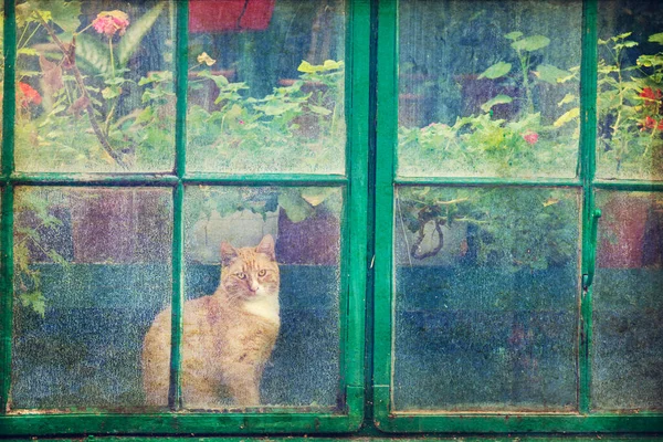 Beautiful Cat Old Greenhouse Window Using Vintage Filter — стоковое фото