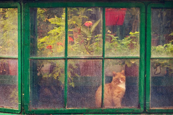 Beautiful Cat Old Greenhouse Window Using Vintage Style Filter — стоковое фото